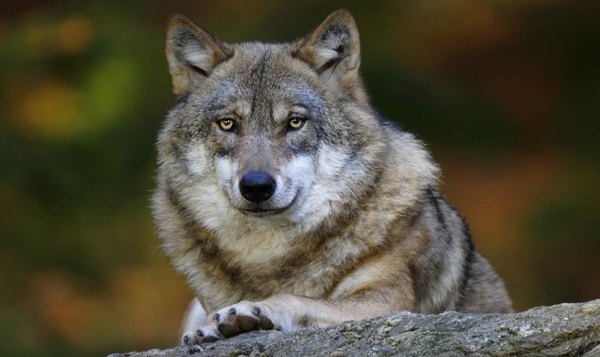 De terugkeer van de wolf