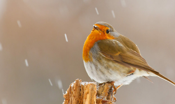 Is de roodborst een trekvogel?