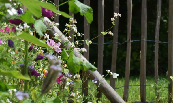 Tien tips voor een tuin vol vlinders