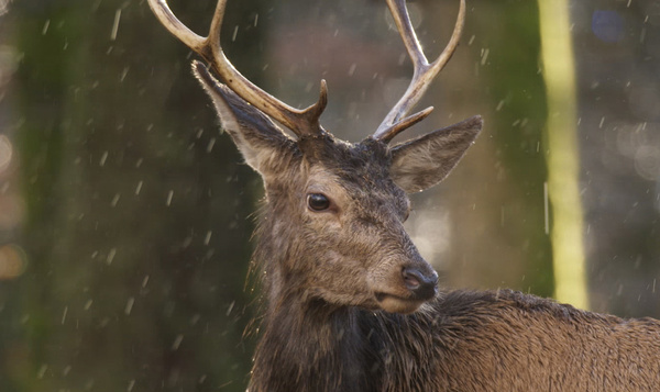 Volvo is trotse partner van Onze Natuur