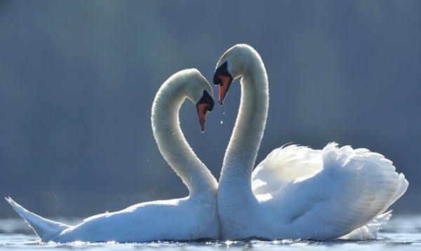 Eeuwige trouw bij dieren