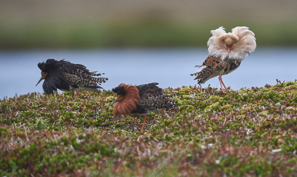 Dit is de échte Prins Carnaval onder de kemphanen