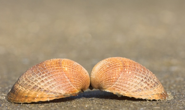 Linker- en rechterschelp van de kokkel