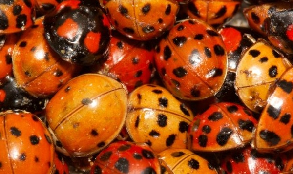 Is jouw huis een insectenhotel in de winter?