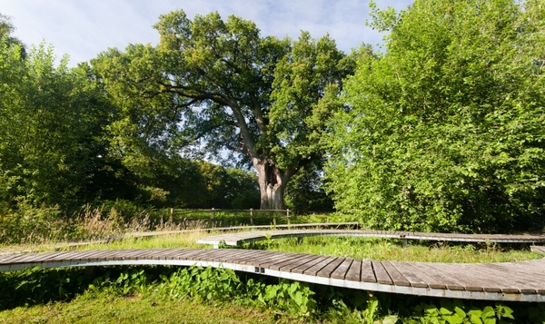 Oudste boom van Limburg bruist van levenslust
