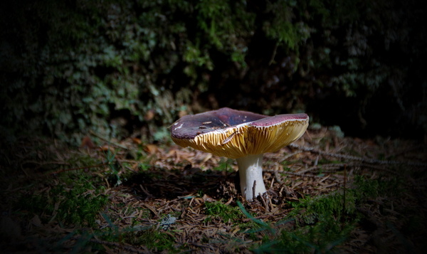 Paddenstoelen om van te huiveren