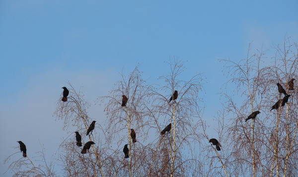Kunnen dieren ook rouwen?