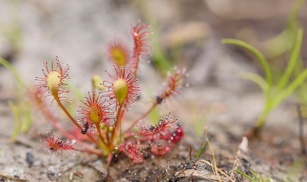 Vleesetende planten in België