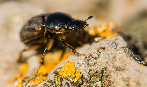 Mestkevers overspoelen Vlaanderen – en dat is goed nieuws!