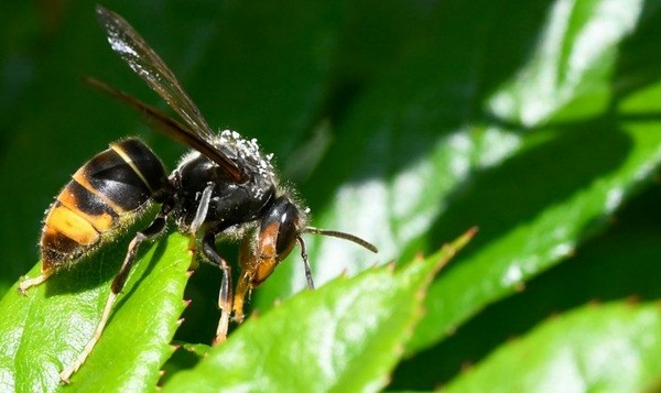 Help mee om de Aziatische Hoornaar te bestrijden