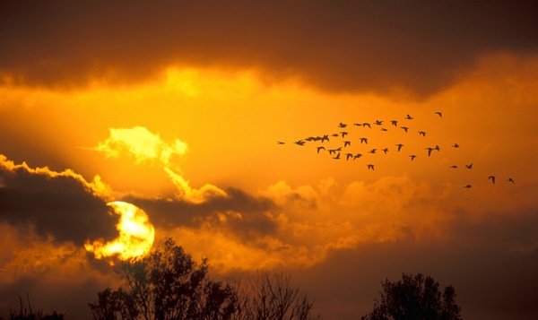 Trekvogels échte oriëntatiekampioenen