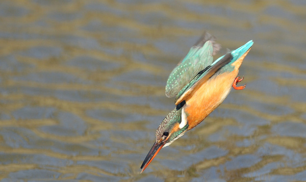 10 dingen die wij leren uit de natuur
