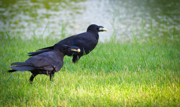 Wat zijn de slimste dieren in België?