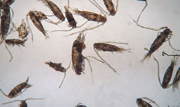 Vijf piepkleine bewoners van onze Noordzee