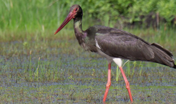 Zwarte ooievaars op zoek naar voedsel