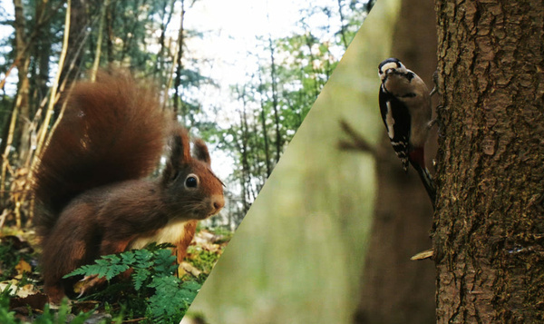 Grote bonte specht steelt hazelnoot van eekhoorn