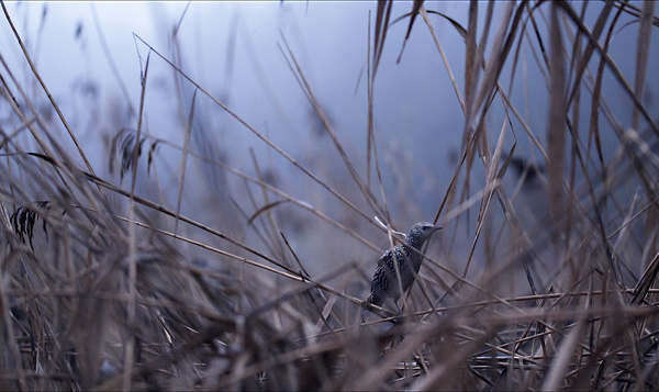 Tienduizenden spreeuwen voeren adembenemend luchtballet op