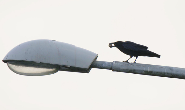 Zwarte kraai trotseert druk kruispunt