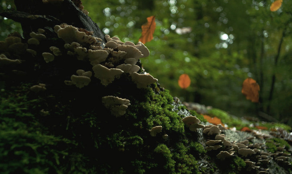 Dit jaar hingen de bladeren weer veel langer aan de bomen