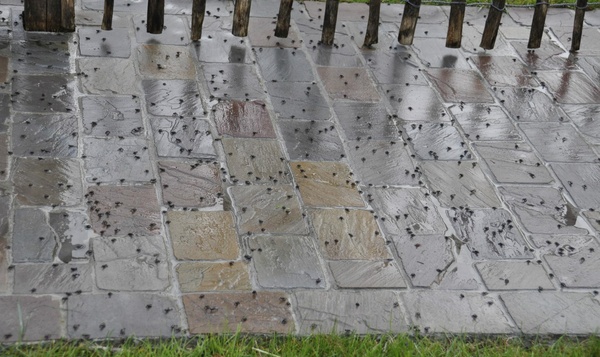 Paddenregen zorgt voor spectaculair natuurfenomeen