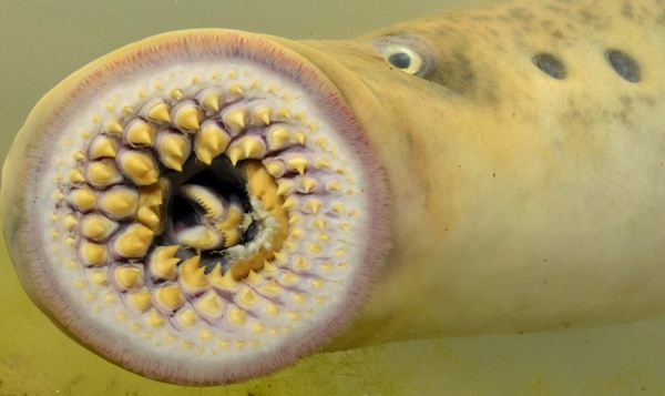 Wat zijn de 5 lelijkste dieren in België?