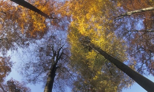 Hoge bomen in België