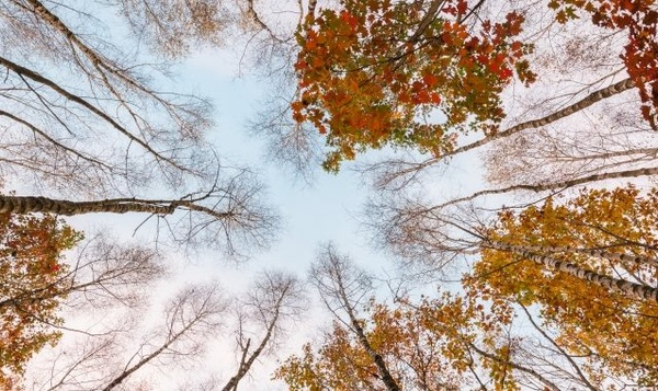 Waar komen die fraaie herfstkleuren vandaan?