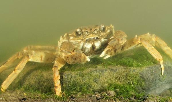 Chinese Wolhandkrab trekt massaal naar Vlaamse rivieren