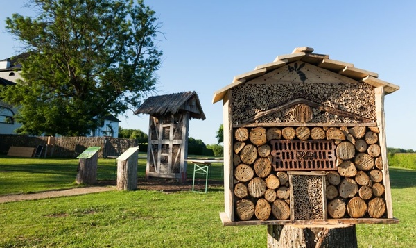 Nationale insectenweek: insecten zijn van groot belang
