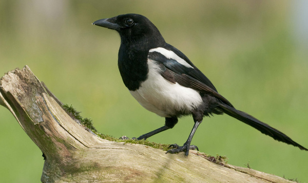 Vijf gehate dieren die wel nuttig zijn