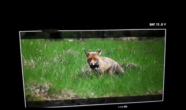 Donder, bliksem en een schuchtere vos