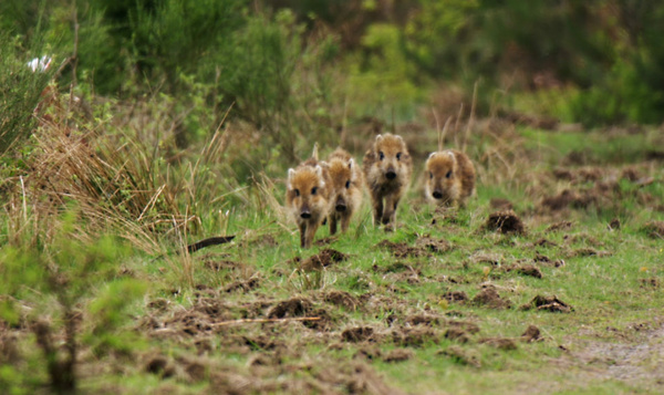 Pyjama's gespot in het bos!