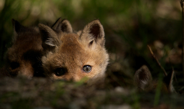Schattige babyvosjes leren spelend jagen