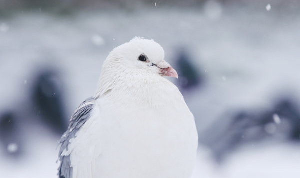 Een feestmaal voor stadsduiven