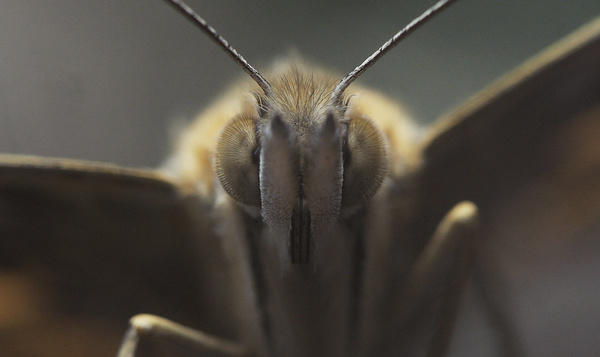 ‘Alien’ wordt prachtvlinder