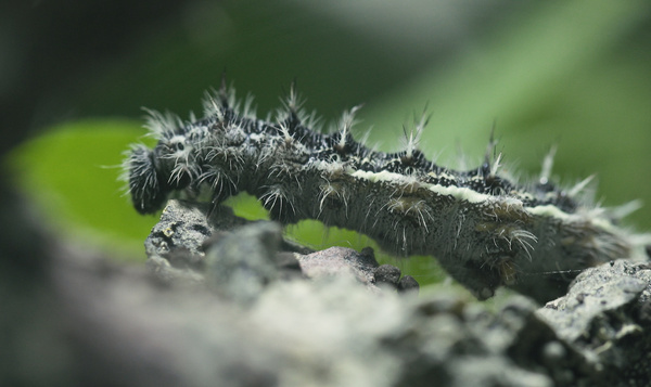 Aliens in onze achtertuin