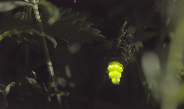 Lichtballet op een zwoele avond