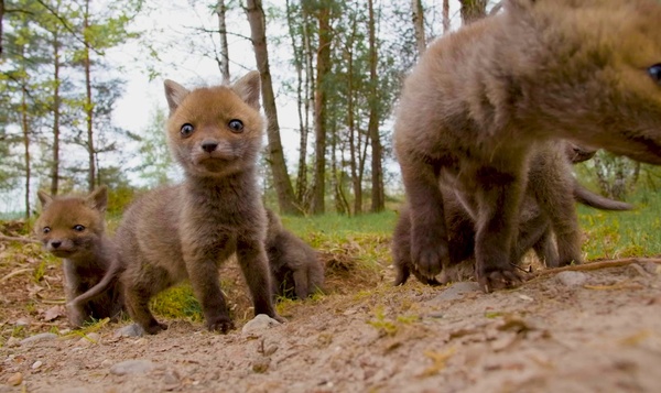 Nieuwsgierige vossenwelpjes
