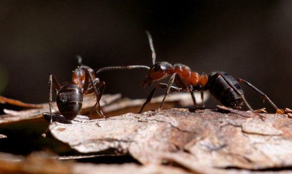 Een hele hoop mieren