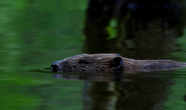 De bever in Wibrin