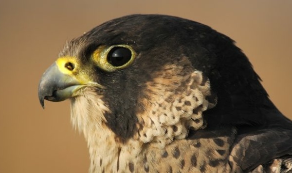 Gluren bij het snelste dier ter wereld: de slechtvalk