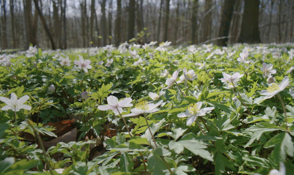 Wit tapijt van bosanemonen