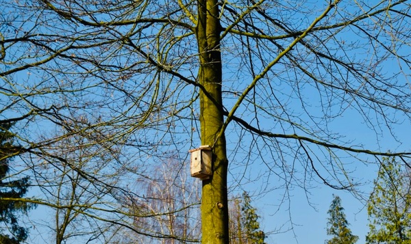 Stap voor stap uitgelegd: maak een nestkast voor vogels
