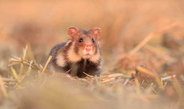 10 dingen die je moet weten over de wilde hamster