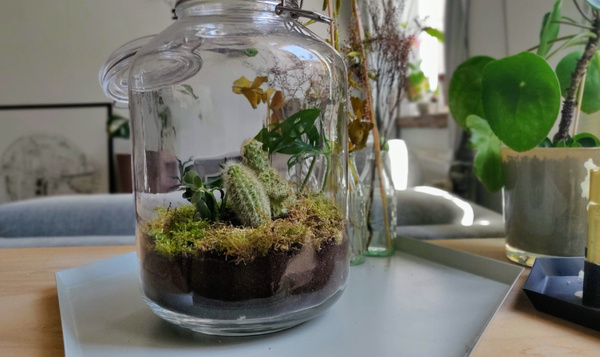 Uitgetest: bouw je eigen planten terrarium