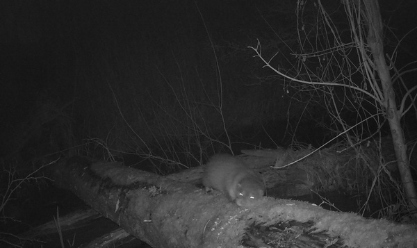 Otter duikt na bijna 50 jaar weer op in Mechels natuurgebied