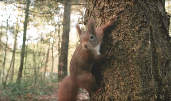De majestueuze eekhoorn in Iedereen Beroemd
