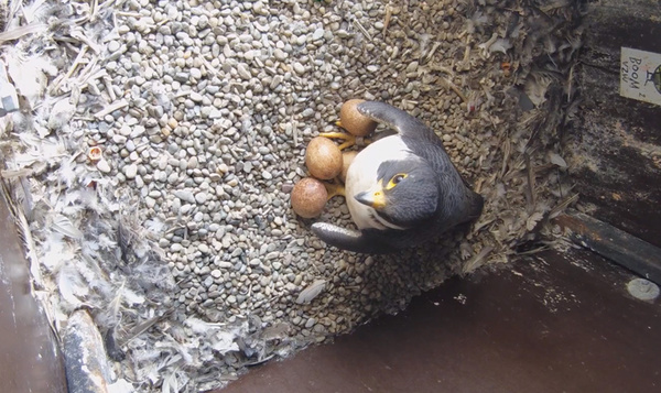 Ma slechtvalk zit op hete kolen