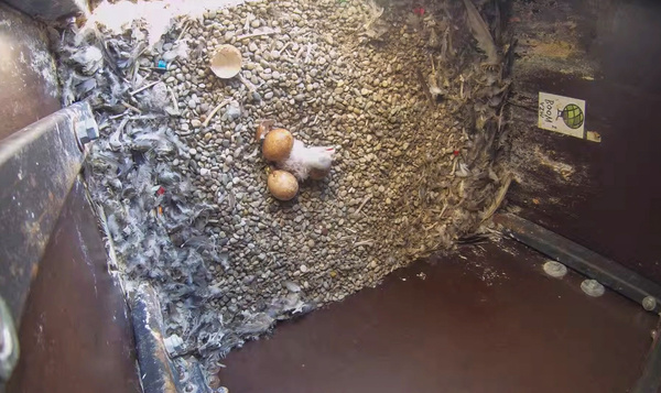 Eerste slechtvalk ei komt uit!