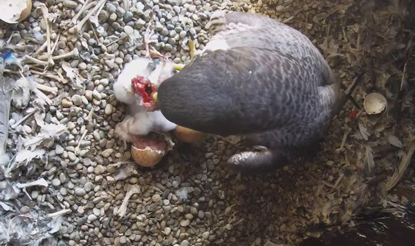 De geboorte van de derde slechtvalk